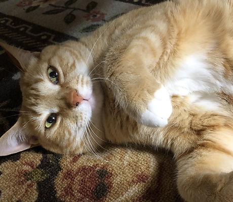 ねこ