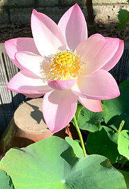 妙現寺のハスの華