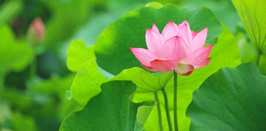 蓮の花 吾川郡いの町