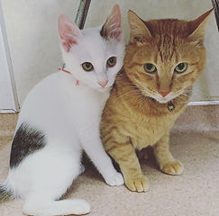 猫2匹