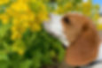 菜の花犬