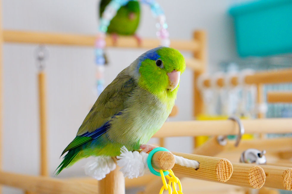 鳥