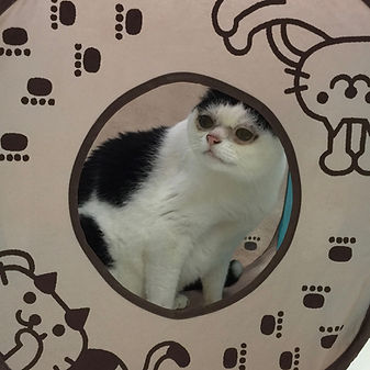 猫のぞく