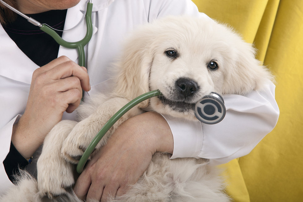 犬の診察