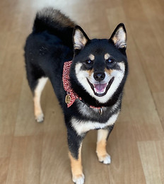 磧本胃腸科外科医院マスコット犬