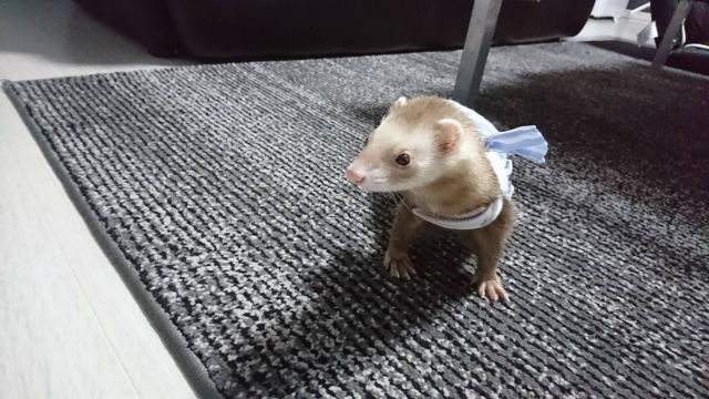 ペット葬儀　香川ペット供養苑