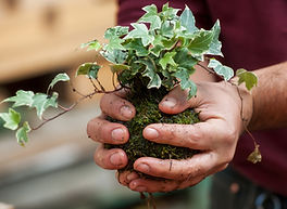 苗の植え替え