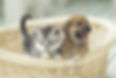 仔犬・仔猫