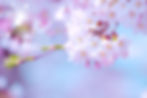 春は桜
