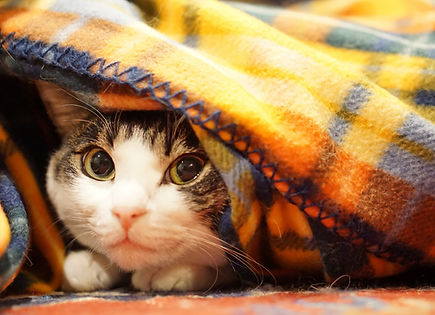 犬猫の健康サポートはハッピーライフ動物病院におまかせ
