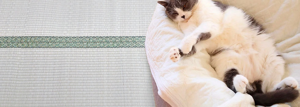 畳の上の猫