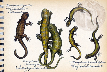 watercolour of salamanders
