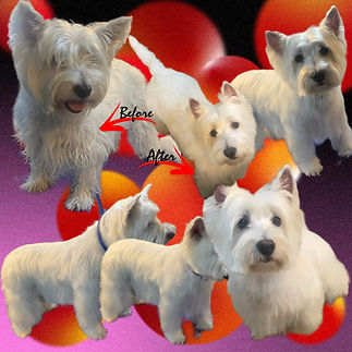 DBC4BABC-B90F-48A4-9B1D-ECBEF531ED63.JPEG