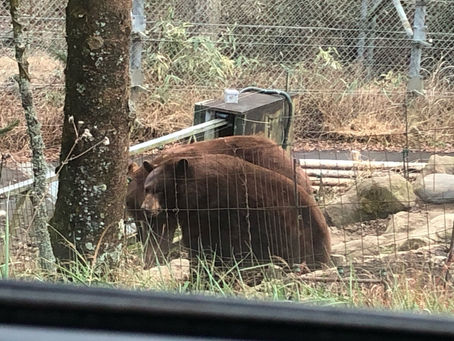 独り言:コロナが迫って来ている