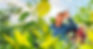 Beyond Paradise Nursery Origins