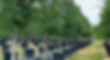 Beyond Paradise Nursery Tree Farm