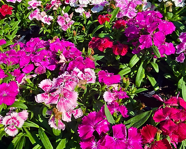 Dianthus