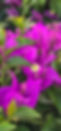Beyond_Paradise_Nursery_edited.jpg