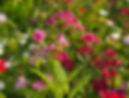 Dianthus perennial plants
