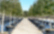 Trees for Houston