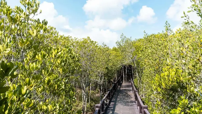 mangrove-web.webp