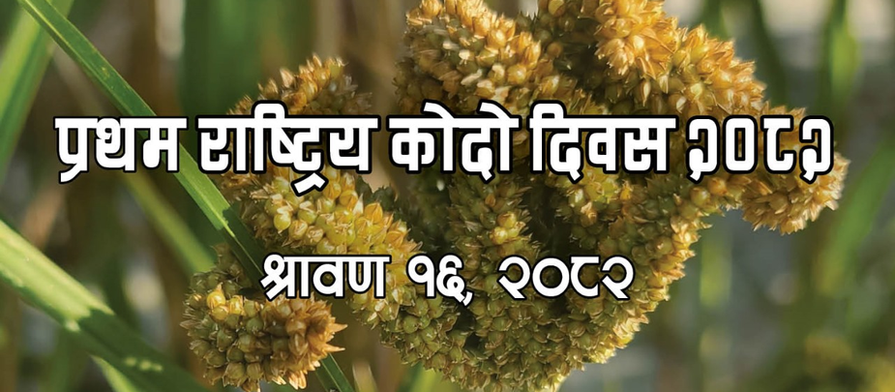 श्रावण १६ राष्ट्रिय कोदो दिवस, रैथाने धापासीमा प्रथम कोदो दिवस मनाइदै ।