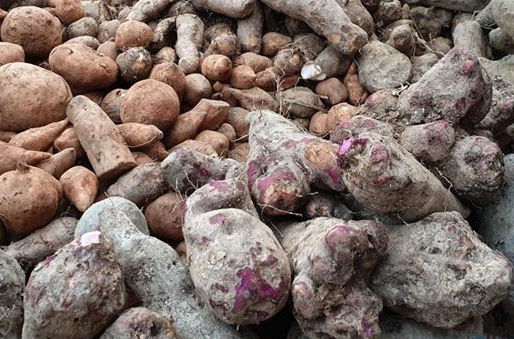 Jhapa Hosts Fourth International Yam Festival with Music and Local Flavors