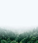 Jungle Background.jpg