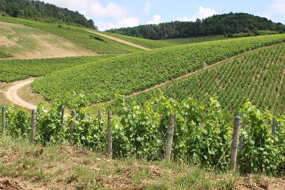 Chablis Grands Crus.