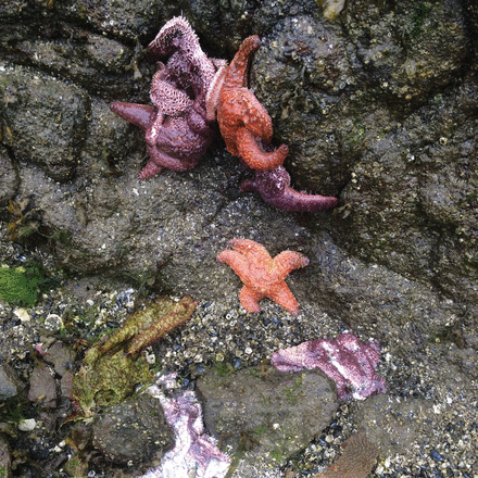 "Marine Disease" theme issue of Philosophical Transactions of the Royal Society B