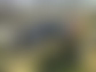 Narvik Hundeklubb på 17. mai