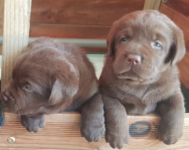 Astuces pour rendre votre chiot propre rapidement