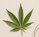 Sativa BOTAN 2026.png