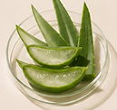Aloe vera 2026.png