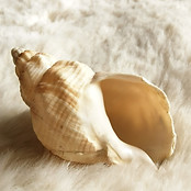 seashell