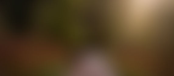 canadian rain forest view of fresh green trees