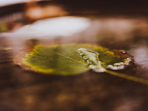 aspenleafonpond