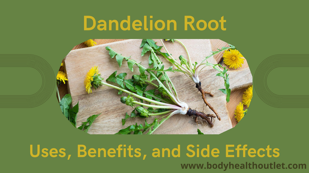 Dandelion Root Uses, Benefits, and Side Effects Body Health Outlet