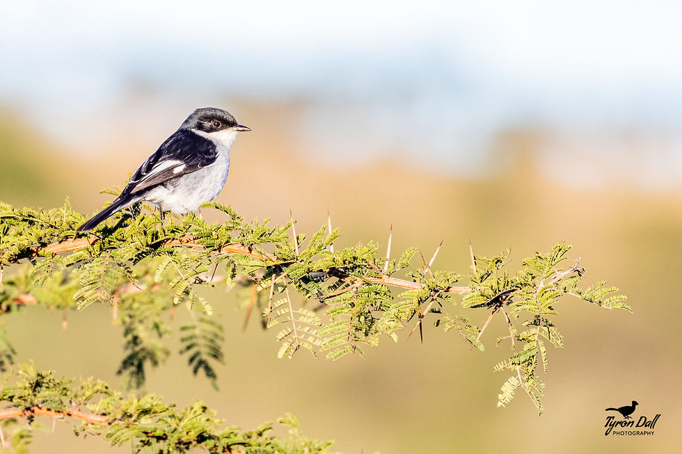 Fiscal Flycatcher