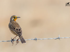 Review of Penwarn Farm Lodge, Southern Drakensberg