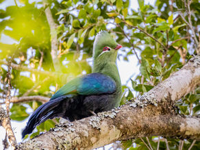 The Summit of Success: A Review of Mount Park Guest Farm