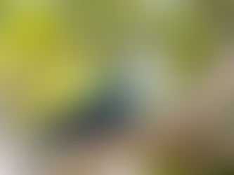 The Summit of Success: A Review of Mount Park Guest Farm