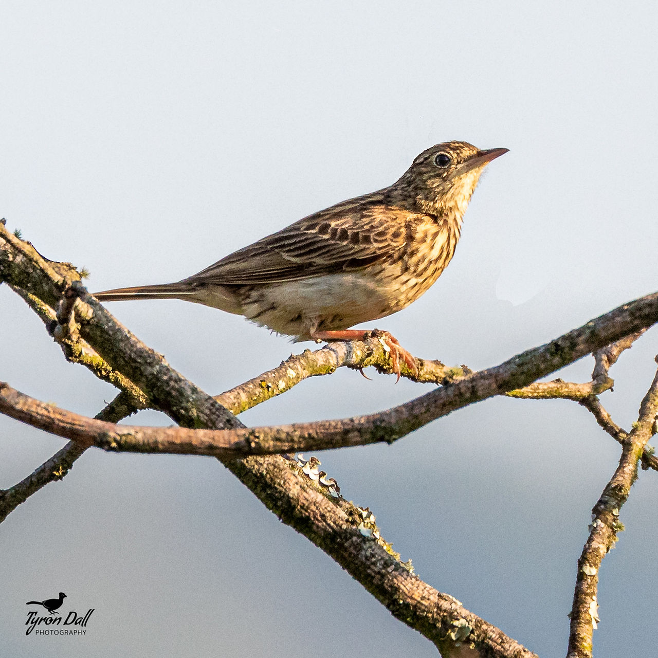 Bushveld Pipit