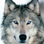 Writer: Lobo