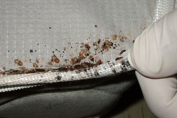 Bedbugs on mattress in Hollywood, Florida