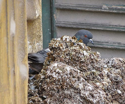 Pigeon-Guano-Removal.jpeg