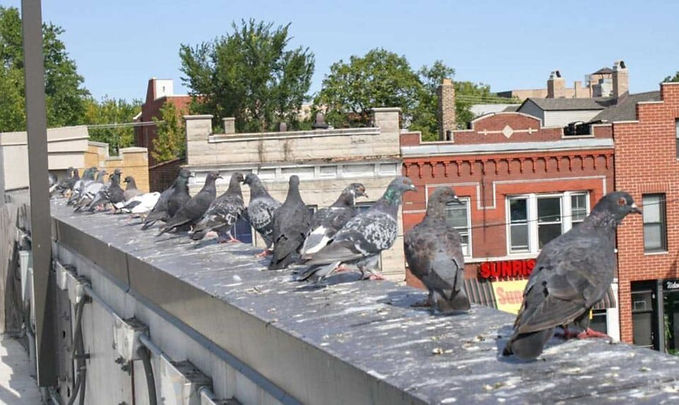 Pigeon control, Hollywood, Florida