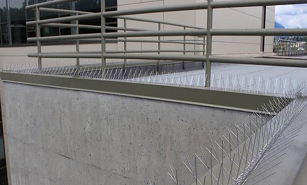 Bird spikes, Hollywood, Florida
