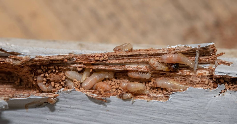 Drywood termites in fascia board, Miami Beach, FL.