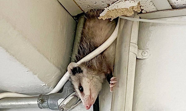 Possum in attic Miami, Florida